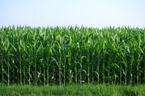 corn-fields-ripe-for-harvest